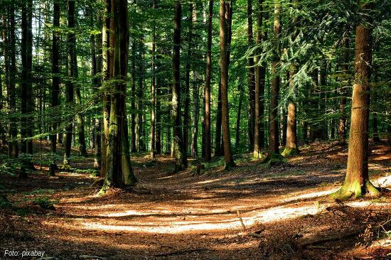 Waldnaturschutz und integrative Waldwirtschaft