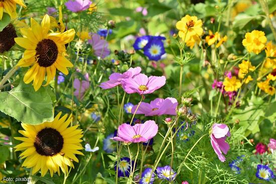 Blumenwiesen - wertvoll für die Biodiversität