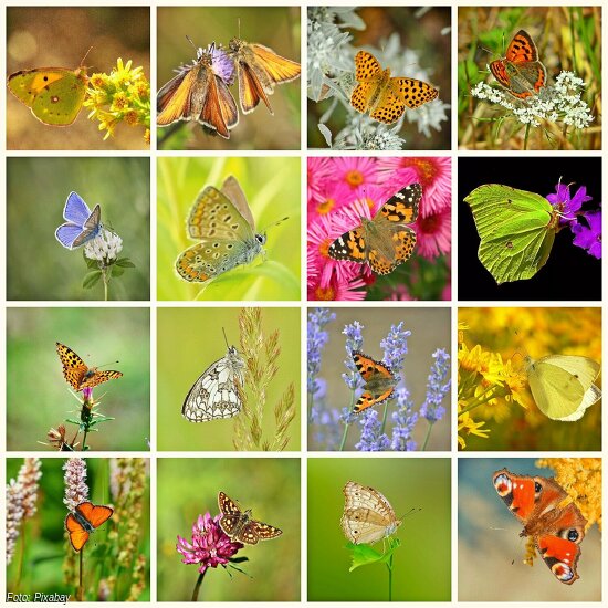 Führung zu Schmetterlingen und wir tun was!