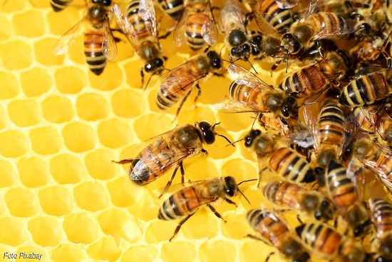 Der Bien. Die faszinierende Welt der Bienen - mit Honigschlecken